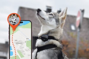 10 Der Besten GPS-Tracker für Haustiere 2026